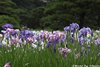 花菖蒲14