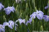 花菖蒲15