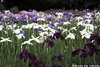花菖蒲16
