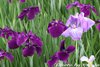 花菖蒲8