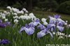 花菖蒲13