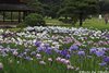 花菖蒲11