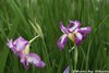 花菖蒲9