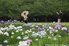花菖蒲18