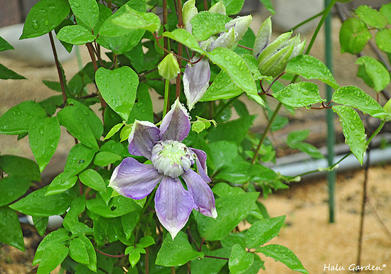 DSC_0033_1.jpg