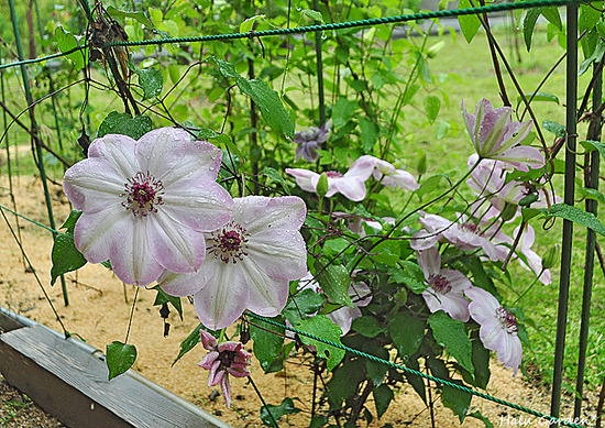 DSC_0041_1.jpg