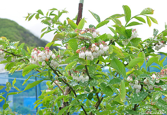 DSC_0050_1.jpg