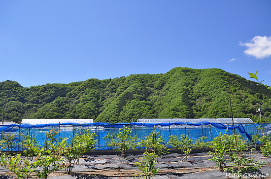 DSC_0071_1.jpg