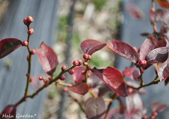DSC_0072_1.jpg