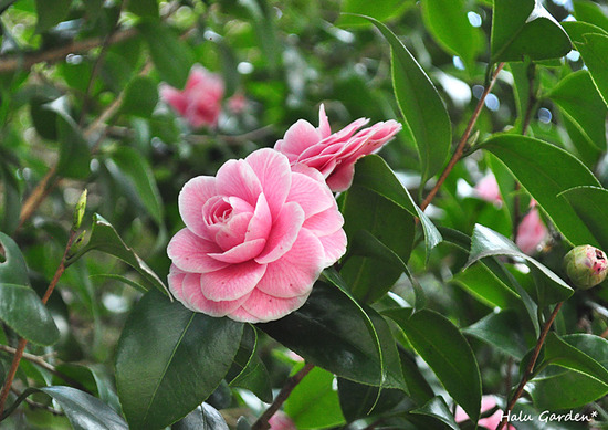 DSC_0085_1.jpg