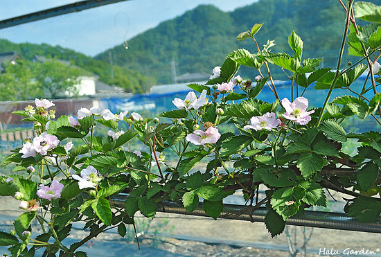 DSC_0090_1.jpg