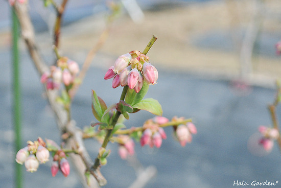 DSC_0117_1.jpg