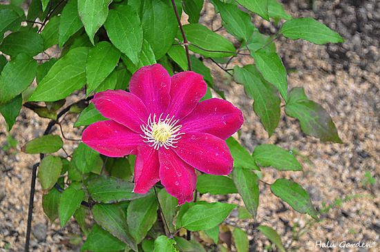 DSC_0118_1.jpg