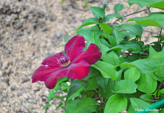 DSC_0125_1.jpg
