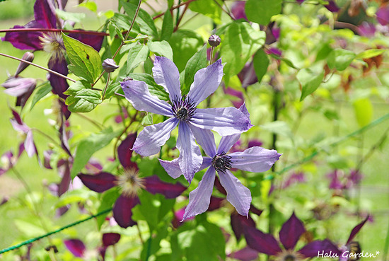 DSC_0189_1.jpg