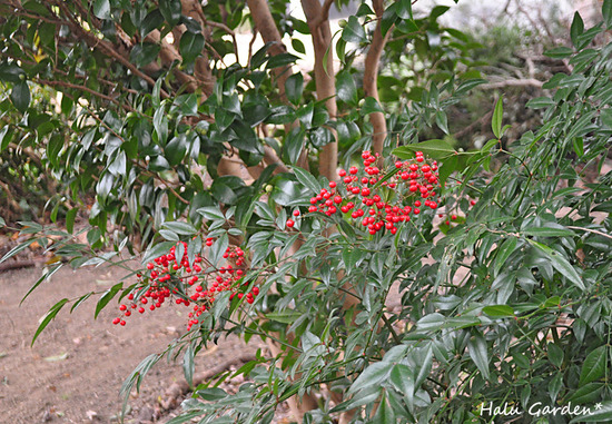 DSC_0191_1.jpg