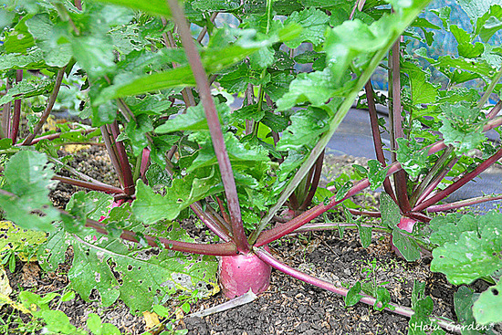 DSC_0197_1.jpg