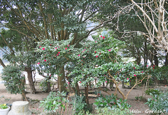 DSC_0200_1.jpg