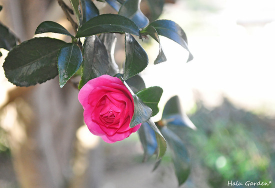 DSC_0223_1.jpg