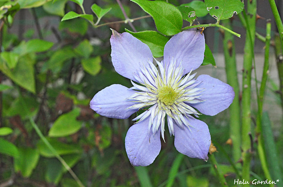 DSC_0232_1.jpg