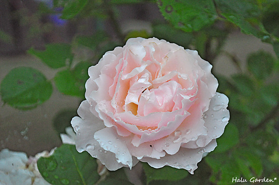 DSC_0234_1.jpg