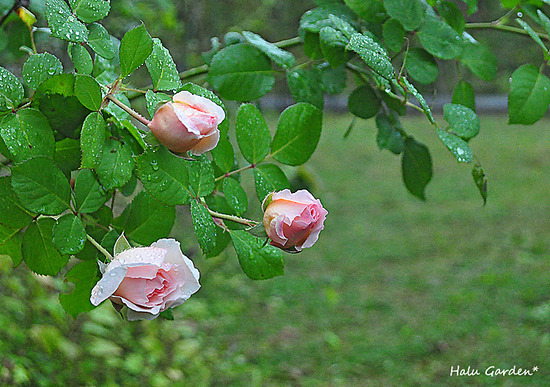 DSC_0235_1.jpg
