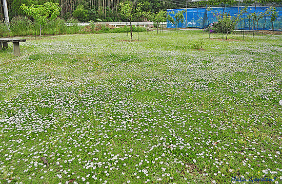 DSC_0238_1.jpg