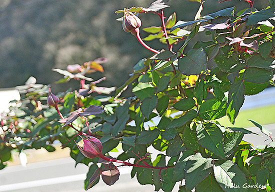 DSC_0271_1.jpg