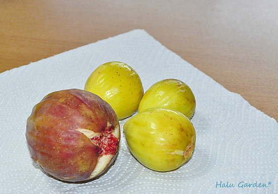 DSC_0271_1.jpg