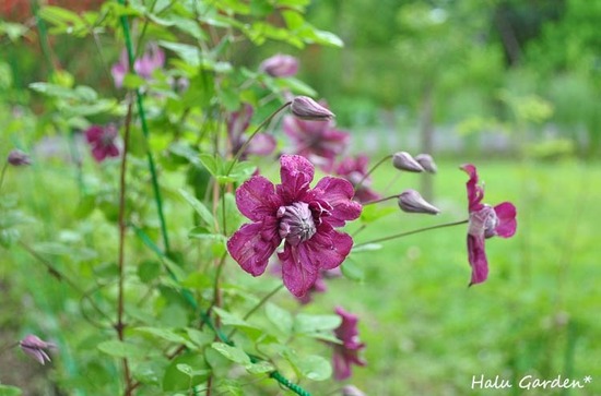 DSC_0297_1.jpg