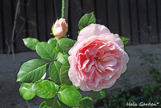 DSC_0351_1.jpg
