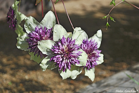 DSC_0514_1.jpg