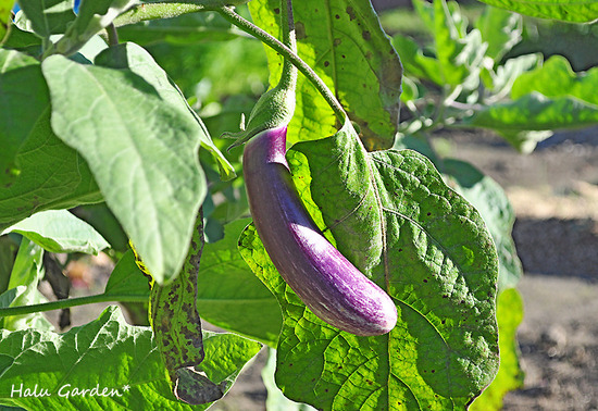 DSC_0622_1.jpg