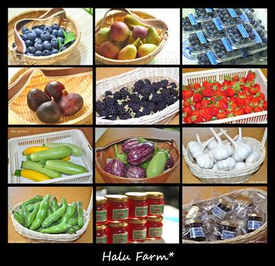 farm1.jpg